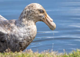 Southern Giant Petrel after a swim.  Foreground blurred on purpose