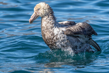Northern Giant Petrel takes a bath after a messy meal