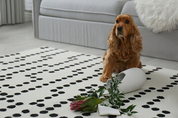 Brown cocker spaniel dog sitting near broken vase with flowers in living room