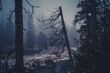 Nationalpark Harz im Nebel