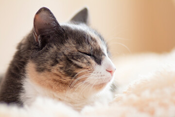 cute curious grey cat lying on bed on plaid indoors and looking playful, concept of lovely pets, cozy morning