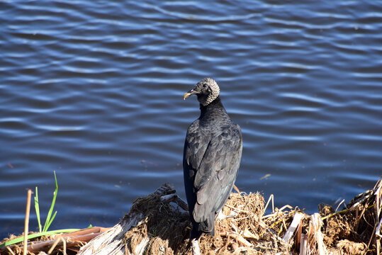 Black Vulture - Neuweltgeier in Florida