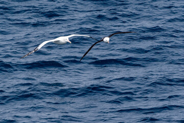 A Wandering Albatross and a Black-browed Albatross soaring together over the Scotia Sea