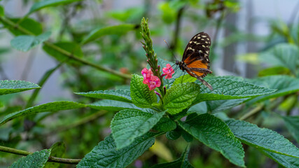 Beautiful close up view of the Monarch butterfly in Costa Rica