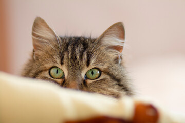 face of cute Siberian cat peeps out from behind furniture, cat is watching, concept of pets