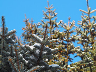 View of fir-tree branches in the snow from below against a background of blue sky.
