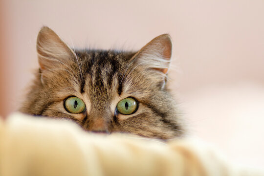 face of cute Siberian cat peeps out from behind furniture, cat is watching, concept of pets