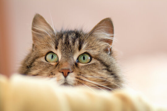 face of cute Siberian cat looks out from behind furniture, cat is watching, concept of pets