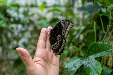 Beautiful close up view of the electric blue morpho butterfly in Costa Rica