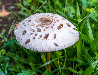 Argentina, Bueno Aires.  
Agaricus campestris is a widely eaten gilled mushroom closely related to the cultivated button mushroom Agaricus bisporus. 
