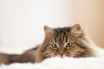 cat lying on bed gazing with big eyes, funny cat playing and hunting, concept lovely pets