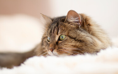 young fluffy ginger Siberian cat lying on bed resting and watch, concept lovely pets