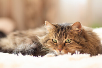 young fluffy ginger Siberian cat lying on bed resting and watch, concept lovely pets