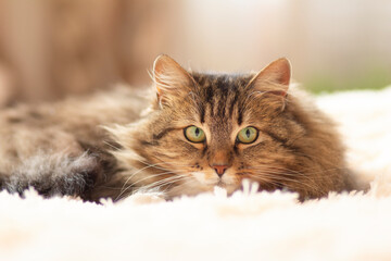Fototapeta premium young fluffy ginger Siberian cat lying on bed resting and watch, concept lovely pets