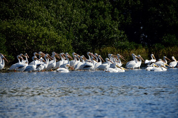 Pelikane - American White Pelican 