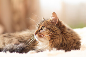 young fluffy ginger Siberian cat lying on bed looking up and resting, concept lovely pet
