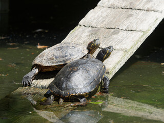 (Trachemys scripta elegans) Couple de tortues de floride ou tortues à oreilles rouges se chauffant...