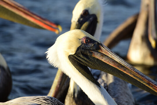 Brown Pelican – Braunpelikan in Florida