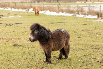 pony on a meadow in winter