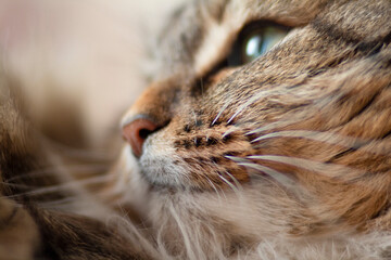 close-up portrait fluffy cat muzzle ang nose with whiskers, head of ginger Siberian cat lying and relaxing, concept lovely pet