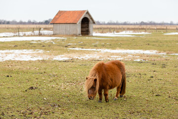 pony on a meadow in winter