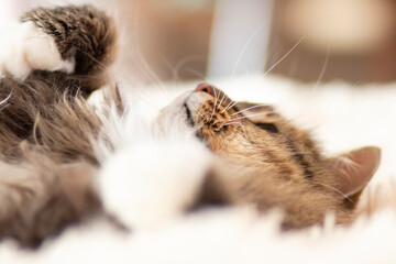 sleepy fluffy Siberian cat lying on bed lying and relaxing, pet playing with paws