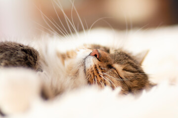 sleeping fluffy ginger Siberian cat lying on bed lying and relaxing, lovely pets