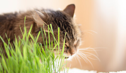 Cute ginger Siberian cat sitting beside a plant pot with fresh green grass