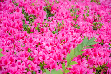 満開のツツジと水滴