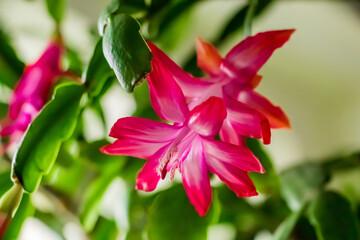 Beautiful spring Schlumbergera flower close up. Pink bud of zygocactus. Home plants and gardening