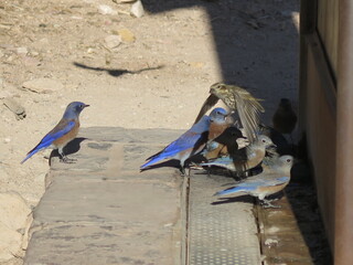 western bluebirds on the South Rim of the Grand Canyon National Park in Arizona in the month of October, USA