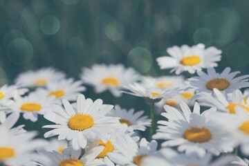 Macro Shot of white daisies in the summer garden.