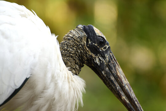 Wood Stork - Holzstorch in Florida