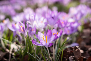 Viele bl&uuml;hende Krokusse in einem Park in D&uuml;sseldorf, Deutschland
