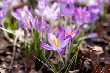 Viele bl&uuml;hende Krokusse in einem Park in D&uuml;sseldorf, Deutschland