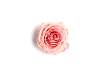 Beautiful pink rose isolated on white background.