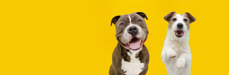 Happy American bully dog wearing a multicolores bow tie. . Isolated on yellow background.