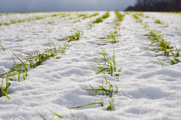 Rows of winter wheat on a field covered with snow