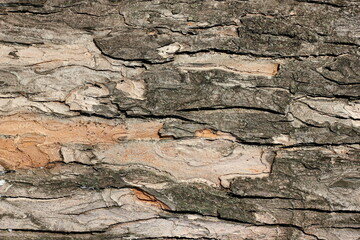 Natural tree bark texture along