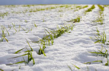 Rows of winter wheat on a field covered with snow on a sunny february day
