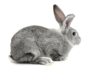 Obraz premium rabbit isolated on white