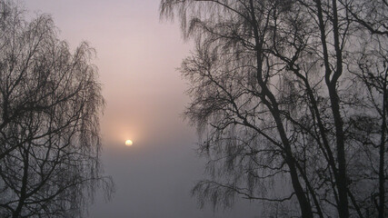 Fototapeta na wymiar Wschod slonca we mgle z brzozami