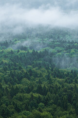 lush green mixed forest with wafts of mist