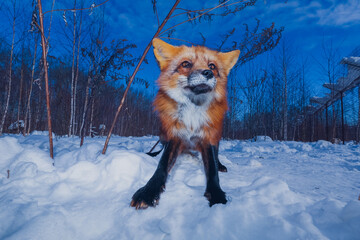 Red fox in winter, shot with a wide-angle lens