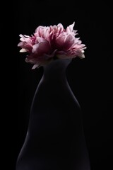 Kunstblume in rosa/weiß in weißer Vase, schwarzer Hintergrund 