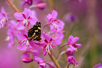 butterfly on flower