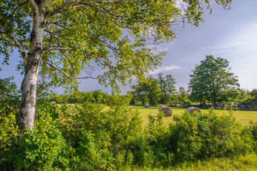 624-94 Birch & Hay Bales