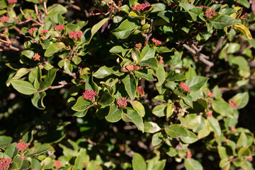 Obraz premium Small red flowers blossoms on a green plant in the park