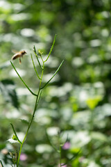 Biene im Anflug auf eine pflanzliche Landestation