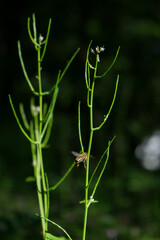 Biene im Anflug auf eine pflanzliche Landestation
